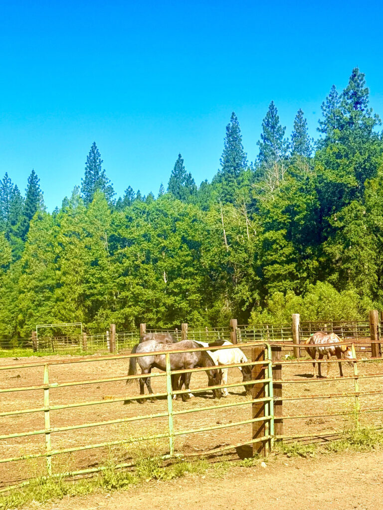 Horses in Stable at Greenhorn Ranch with various trees in backgrouns