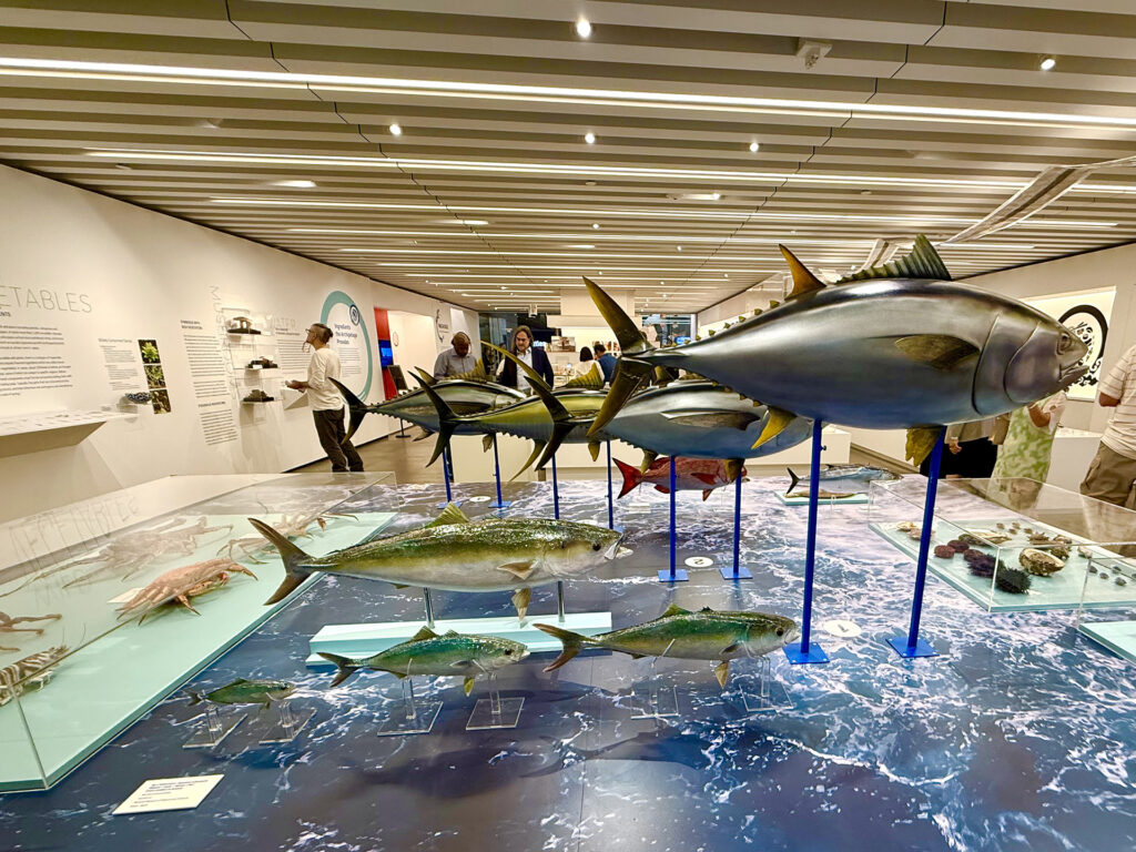 Display of Seafood at he Japan House exihibtion