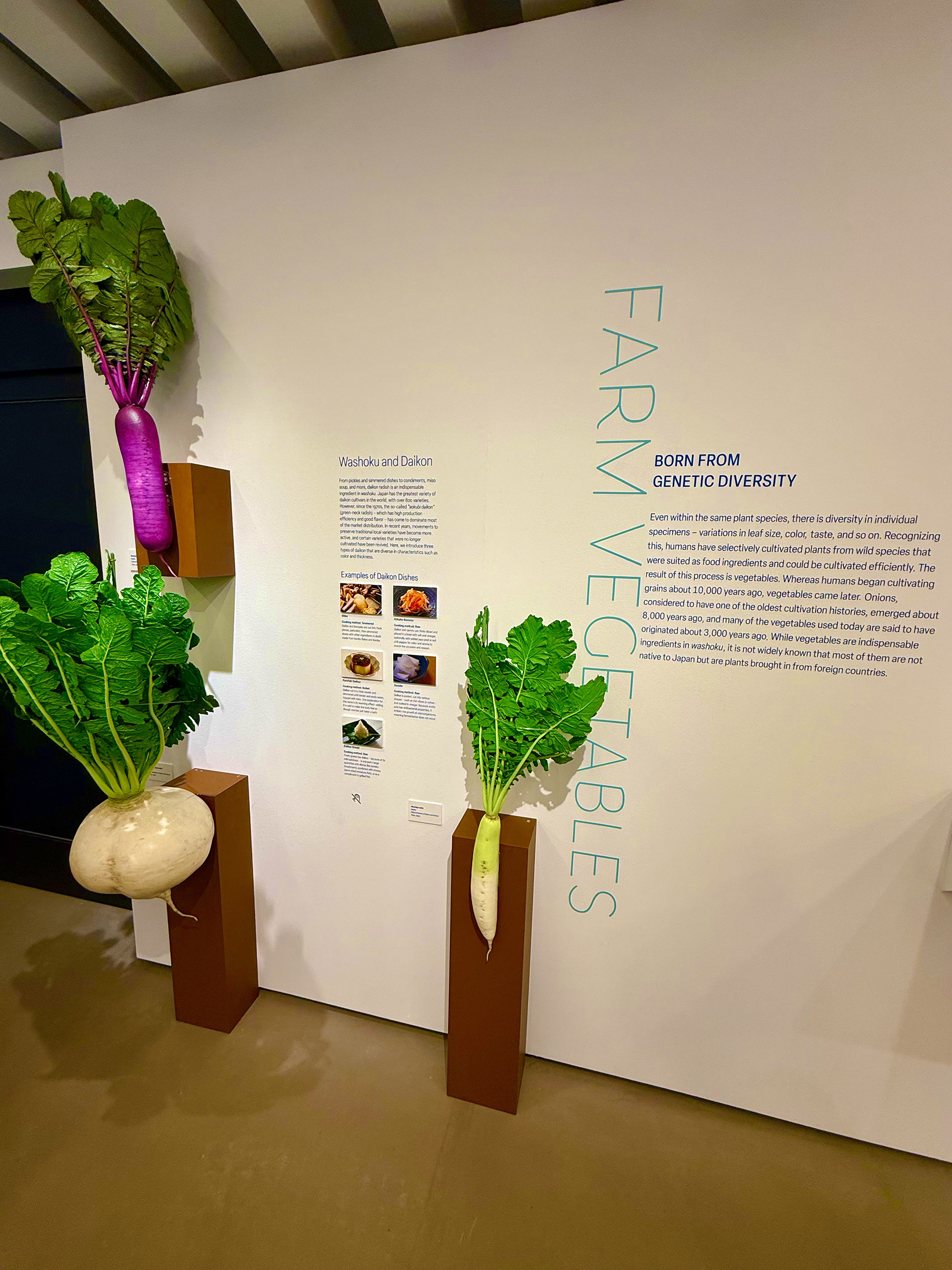 Widely consumed vegetables from the region st the Japan House exhibition