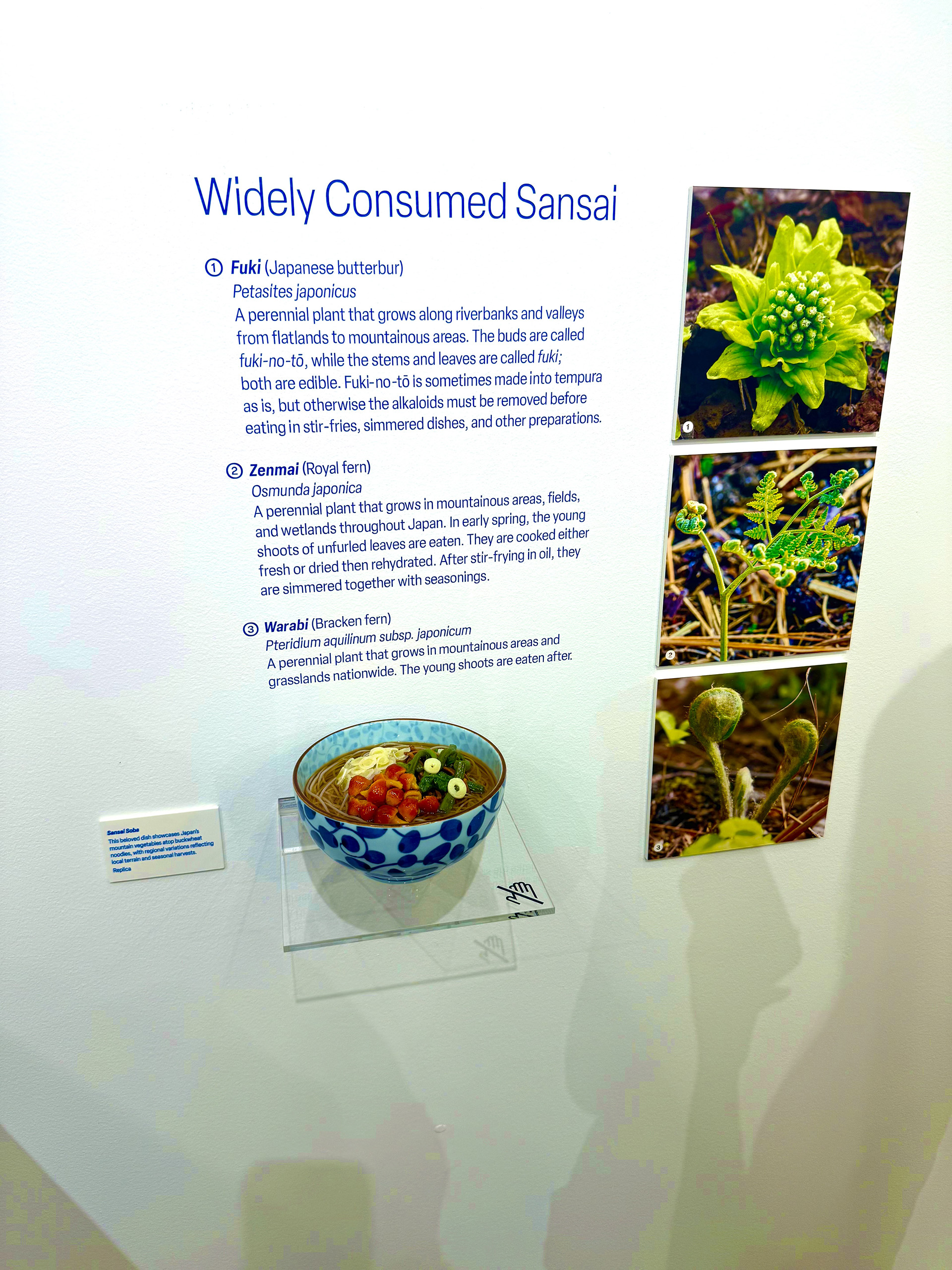 Japan House exhibition of foods widely consumed specific vegetables and seafood from the region